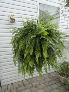 Fern